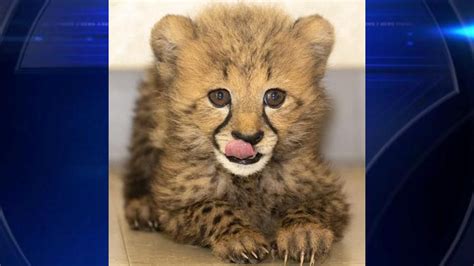 Zoo Miami welcomes cheetah cub ‘Winston’ as newest ambassador for endangered species